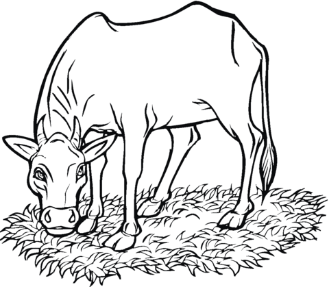 Cow Eating Grass Coloring Page